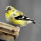 Goldfinch Going Through The Change ;-)