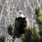 Bald Eagle Very Far In A Pine Tree