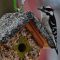 Male Downy Woodpecker on a suet house