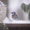 Blue Jay in March Snow