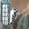 Downy Woodpecker -Female