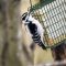 Hairy Woodpecker – Female