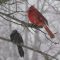 Male Cardinals in Snowstorm Stella