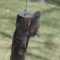 Injured Red-bellied Woodpecker