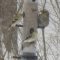 Unidentified bird at feeder 3/14/17