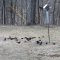 First flock of Red-winged Blackbirds and Common Grackles of spring