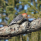 Red-bellied Woodpecker on a Sunny Day