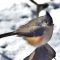 Tufted Titmouse braves the elements