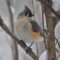 Titmouse in the March Blizzard