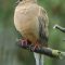 Fluffy mourning dove