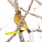 Evening Grosbeak (male) with unusual undertail coverts.
