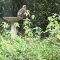 Red-shouldered hawk at birdbath