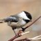 Black-capped Chickadee