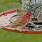Many Purple Finches this year