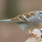 Chipping Sparrows visit different feeders