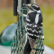 Male Downy Woodpecker on a suet feeder