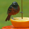A drenched Orchard Oriole male