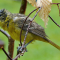 A drenched female Orchard Oriole