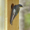 Tree Swallows look over a new nesting box