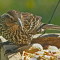 Female Red-wing visits a tray feeder