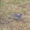 Dark Eyed Junco with two unusual white stripes!