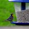 Yellow-throated Warbler at Feeder
