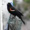 Red-winged Blackbird Sweet On Suet
