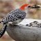 Red-bellied Woodpecker Brunching Out Big Time