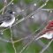 Junco & Purple Finch Hanging Together