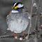 White-throated Sparrow Posing Pretty