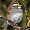 White-throated Sparrows Galore This Spring!