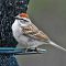 First Spring Chipping Sparrow Sighting ;-)