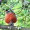 Spring robin