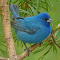 Male Indigo Bunting in a pine tree