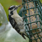 Male Downy Woodpecker on a suet feeder
