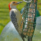 Suet feeder visit by a male Red-bellied Woodpecker