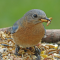 Eastern Bluebird female at a tray feeder