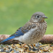 First feeder visit by a fledgling Eastern Bluebird