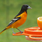 My oriole feeder attracts some orioles at last