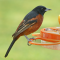 Orchard Oriole male at the feeder