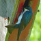 Tree Swallow at a nesting box
