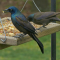 Common Grackles find my feeders