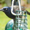 Common Grackle visits a feeder