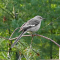 Tennessee’s State Bird, the Northern Mockingbird