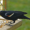Red-winged Blackbirds at the feeders