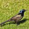Lone Grackle Sparkling In Sunlight
