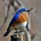 Our first Bluebird Of The Spring!!!