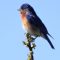 Singing Eastern Bluebird