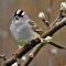 White-crowned Sparrow Posing Pretty