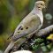 Peaceful Mourning Dove